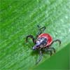 Tick Talk May 22