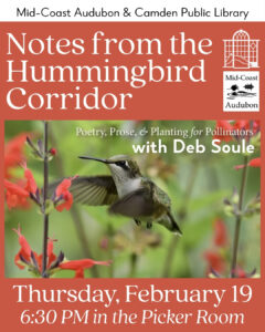 Thursday, 2/19: Notes from the Hummingbird Corridor