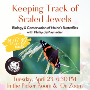 Wild Maine: “Keeping Track of Scaled Jewels: The Biology and Conservation of Maine’s Butterflies” with Phillip deMaynadier